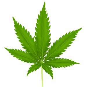 kh pp marijuana leaf dollar photo