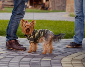 dog standing between two mens legs deposit photo 9 28 22