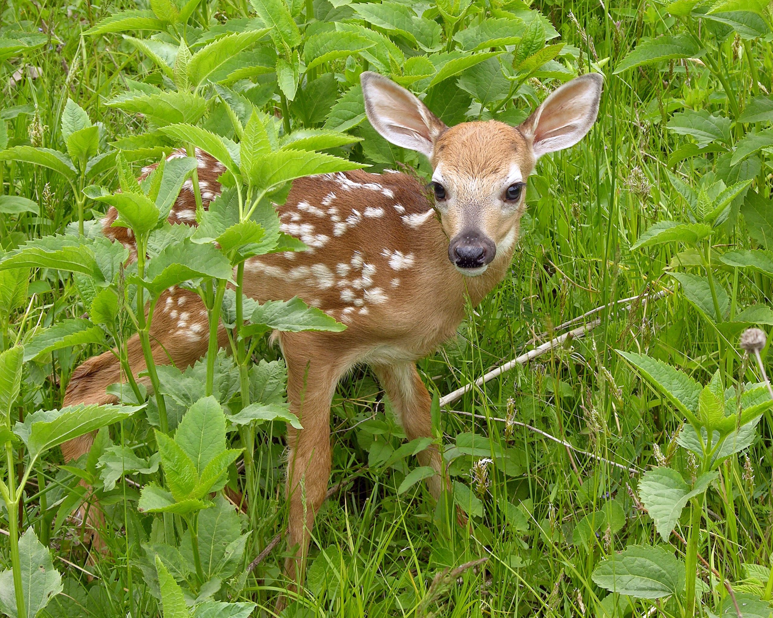A natural view of spotted deer